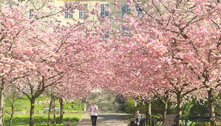 Blommande körsbärsträd