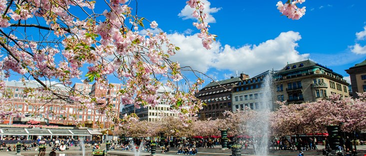Cherry Bloom in Stockholm