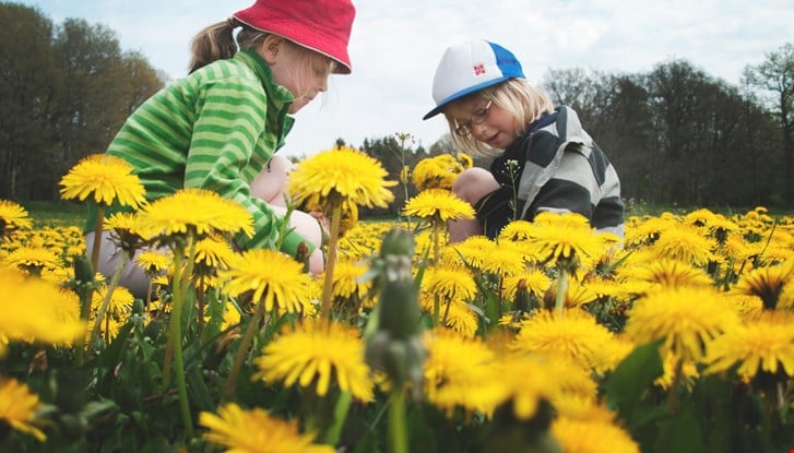 Picking flowers