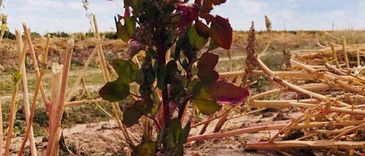 Quinoa real