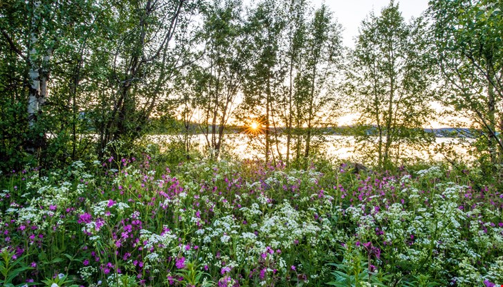 Midsommarbild från norra Sverige.