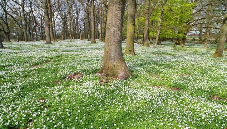 Nature Sweden park tree