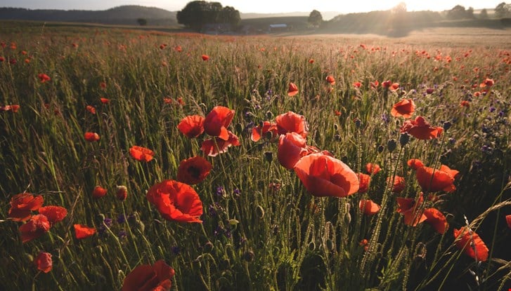 Poppy field