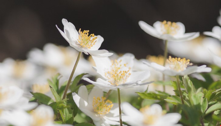 Spring flowers